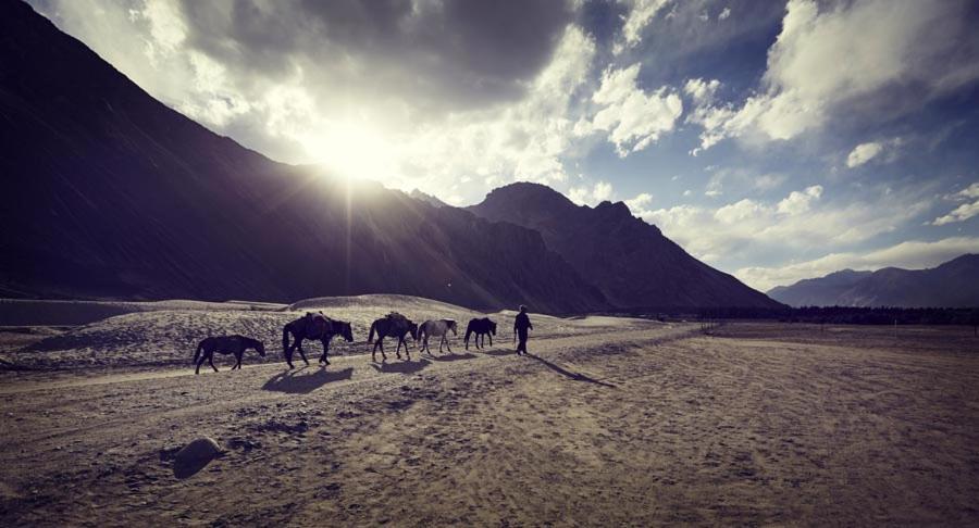 Chamba Camp Diskit ヌブラ エクステリア 写真